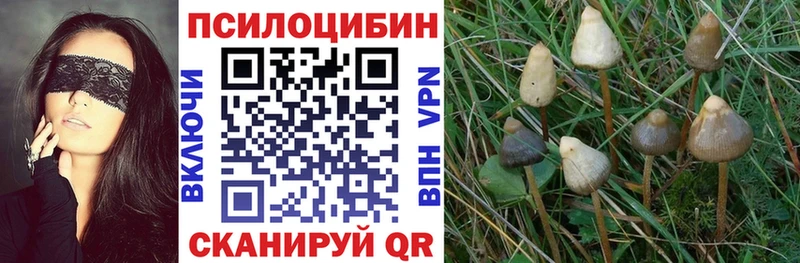 Купить закладки  Горно-Алтайск  Псилоцибиновые грибы прущие грибы 